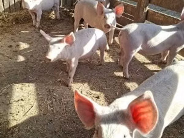 Schweine (Partie, Geschlecht nicht angegeben), 