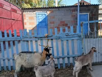 عنزة, الماعز — الصورة 2