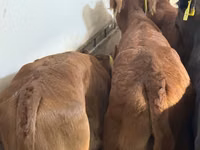 牛只（批次，未指定性别）, Simmental cattle — 照片 3