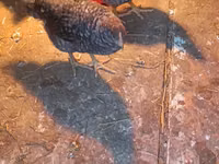 ऑस्ट्रेलॉर्प — फ़ोटो 2