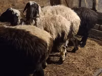公羊, Qashqai sheep — 照片 6