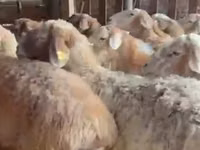 Sheep, Sheep — photo 2