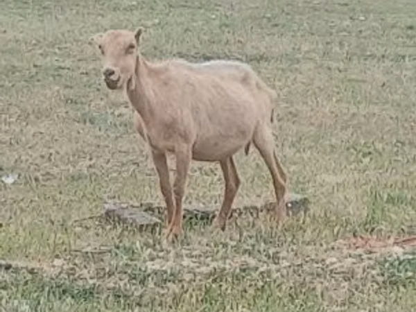 Billy Goat, Alpine goat