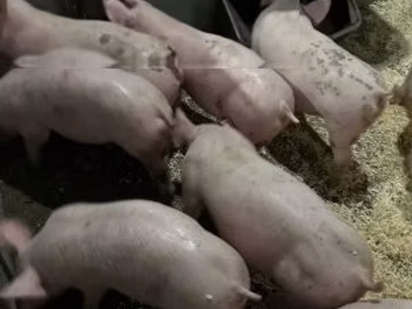 Schweine (Partie, Geschlecht nicht angegeben), 