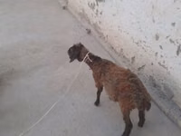 बकरियाँ (लॉट, लिंग निर्दिष्ट नहीं), बकरियाँ — फ़ोटो 1