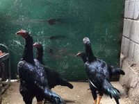 Shamo chickens — photo 2