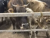 Kuh, Ukrainian Brown Dairy Cattle — Foto 2