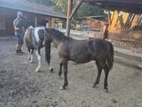 حصان, Welsh Cob — الصورة 5