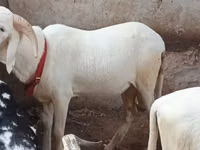 Ram, Sheep — photo 3