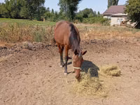 Yegua, Kyrgyz Horse — foto 2