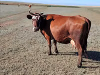 Cow, Kazakh White-headed cow — photo 5