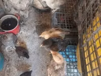 Chickens — Foto 3