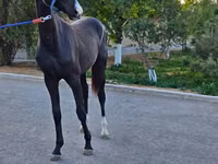 घोड़ा, Akhal-Teke — फ़ोटो 3