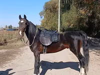 Horse (M), French Trotter — photo 4