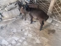 Cabro, Cabras — foto 1