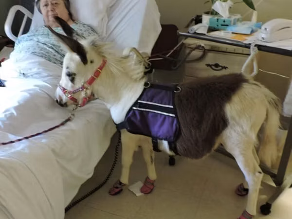 母马, Miniature horse