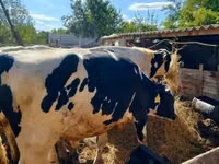 Bulle, Russian Black pied cattle — Foto 3