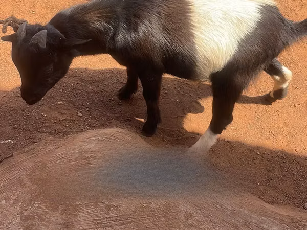 Cabra, Cabras — Ghana