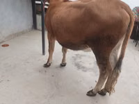 गाय, मवेशी — फ़ोटो 4