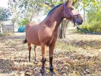 Caballo, Nonius horse — foto 4