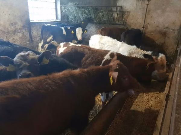 公牛, Cattle