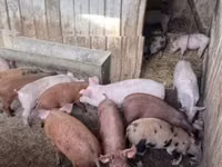 Pigs (batch, sex not specified) — photo 5