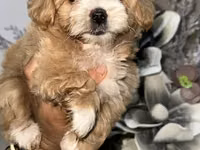 Məhsul: Toy pudel balaları • Növ: Toy Poodle (miniatür) • Mənşə — फ़ोटो 5