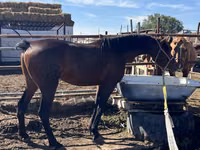 घोड़ा, Standardbred — फ़ोटो 1