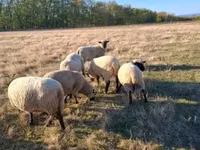 Ram, Shroshire sheep — photo 4