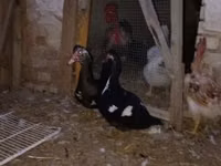 Domestic Muscovy — photo 1