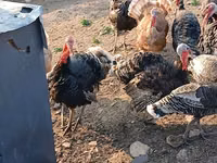 Turkeys — Foto 3