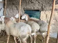 Widder, Arashan sheep — Foto 6