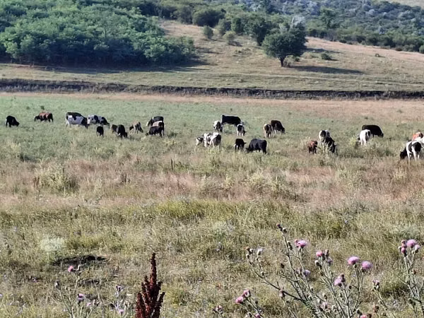 Toro, Ganado vacuno