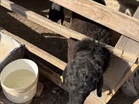 Carnero, Blackheaded Persian sheep — foto 2