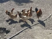 Chickens — फ़ोटो 2