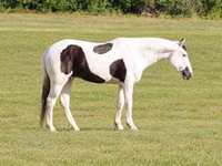 घोड़ा, American paint horse — फ़ोटो 1