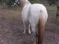Mare, Horses — photo 4