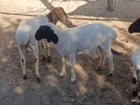 Ram, Sheep — photo 2