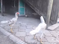 Shamo chickens — photo 6