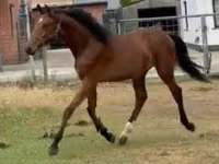 Caballo, Caballos — foto 3