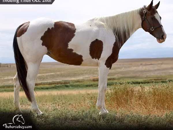 母马, Rocky Mountain Horse