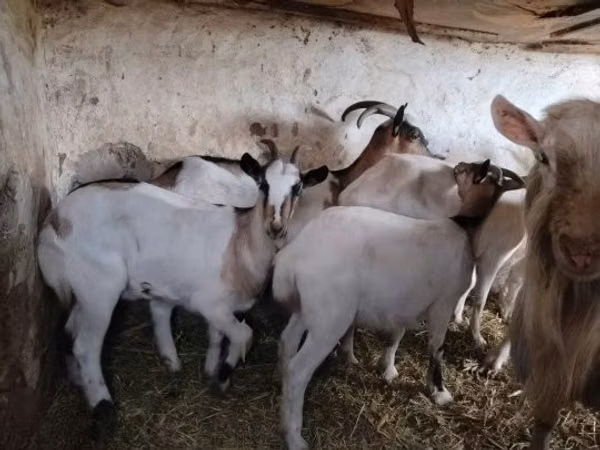 Goat, Goats