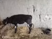 Cow, Cattle — photo 6