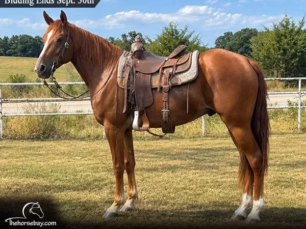 حصان, Missouri foxtrotter