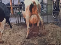 गाय, गोलस्टीन नस्ल — फ़ोटो 2