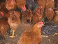 Chickens — photo 3