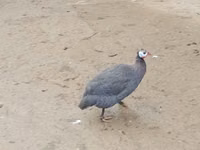 Ducks — फ़ोटो 3