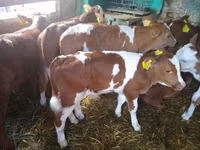Rinder (Partie, Geschlecht nicht angegeben), Limousin-Kuh — Foto 1