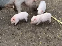 Pigs (batch, sex not specified) — photo 6