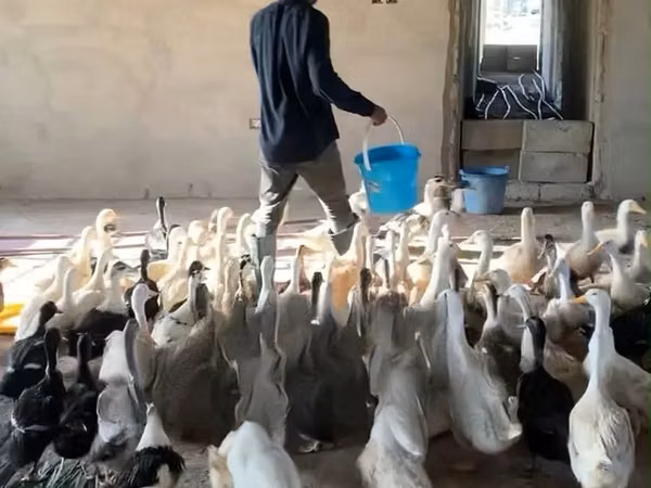5 Months Foreign Pekin Ducks for Sale